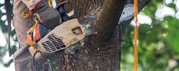  Lofall, WA Tree Care Pros
