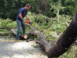 Best Hedge Trimming  in Lofall, WA