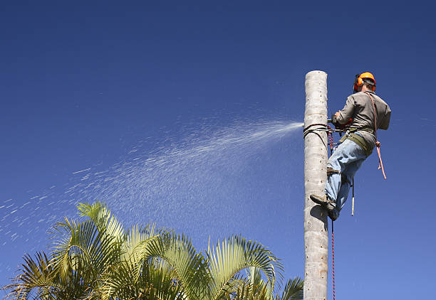 Best Stump Grinding and Removal  in Lofall, WA