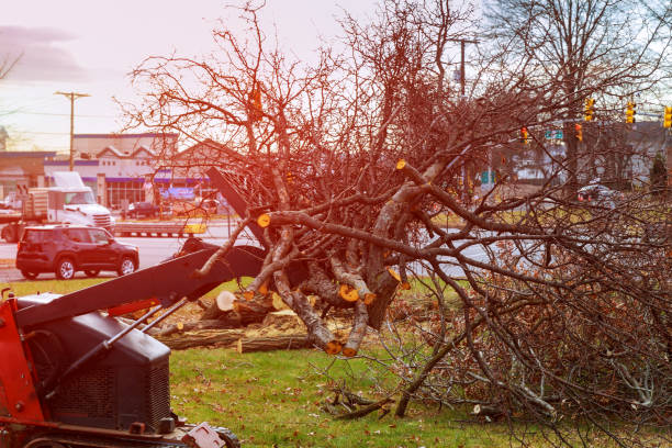 Best Tree Maintenance Programs  in Lofall, WA