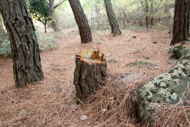 Best Lot and Land Clearing  in Lofall, WA