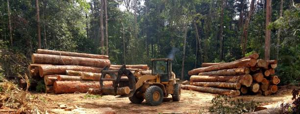Best Hazardous Tree Removal  in Lofall, WA