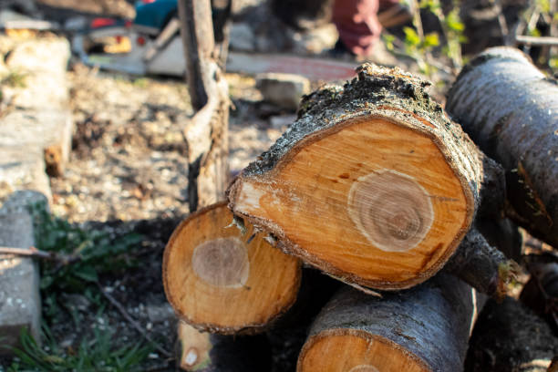 Reliable Lofall, WA Tree Care Solutions