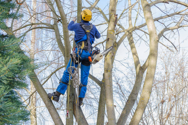 Best Tree Preservation Services  in Lofall, WA