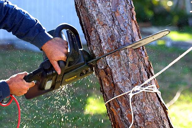 Best Tree Cabling and Bracing  in Lofall, WA