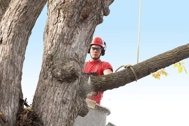 Best Arborist Consultation Services  in Lofall, WA