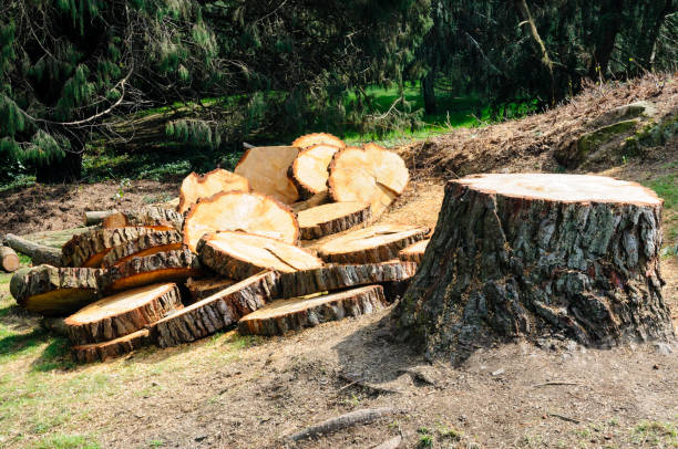 Best Tree Trimming and Pruning  in Lofall, WA